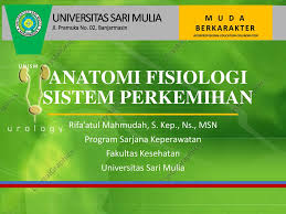 Ginjal ureter vesika urinaria uretra. Anatomi Fisiologi Sistem Perkemihan Ppt Download
