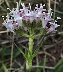 Image result for Valeriana capensis