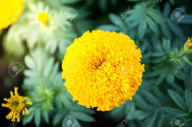 It looks amazing with any pop of color but is especially beautiful with the purple verbena. Yellow Marigold Flowers Tagetes Erecta Mexican Marigold Aztec Marigold African Marigold Stock Photo Picture And Royalty Free Image Image 87991465