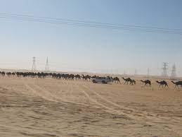 Camel case of a given sentence. 20 Deserts Of Arabia Ideas The Little Prince Desert Sand Dune