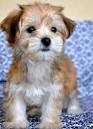 Maltese Yorkie Mix | Meet the Morkie