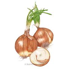 All you need to know about sowing, growing, harvesting and storing onions, in our grow guide. Yellow Sweet Spanish Utah Bulb Onion Seeds Vegetables Botanical Interests