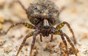 Image result for wolf spider bite skin