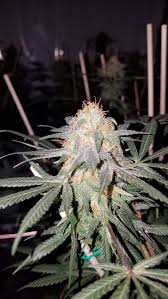 Just as red delicious and granny smith apples have been largely sidelined in favor of hybridized. 97 S A G E The Bank Genetics Strain Info Growdiaries