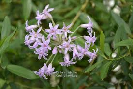 Image result for Tulbaghia fragrans