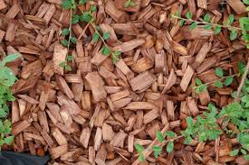 Rindenmulch Im Garten Die Wichtigsten Vorteile Und Nachteile
