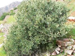 Image result for Osyris