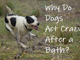 Why Does My Dog Run Like Crazy After A Bath Pethelpful