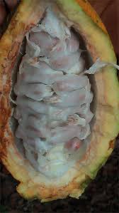 Cabosse De Cacao Cote D Ivoire Cabosse De Cacao Cacao Fruits Exotiques