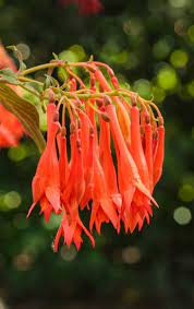 Gartenmeister Fuchsia Care Learn About Growing Gartenmeister Fuchsias