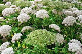 Image result for Parquetina calophylla