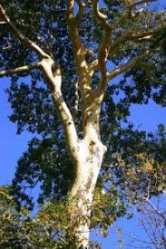 Image result for Combretum coriifolium