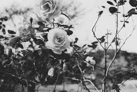 Pin By Belle Lam On Random Flowers Vintage Flowers Indie Photography