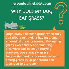 If Your S Is Eating The Grass Then There Can Be Many Reasons Like Boredom Stomach Distress Or Other Dogs Doghealth Pet Shampoo Natural Pet Dog Eating