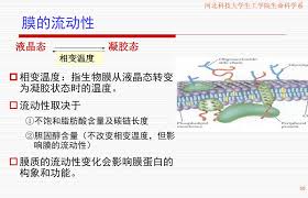 Apa itu protein fungsional : Ppt ç¬¬äºŒç« è„‚ç±» Lipid Powerpoint Presentation Free Download Id 4924041