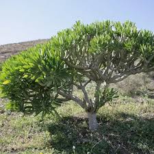 Image result for Kleinia schweinfurthii