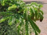 Image result for Albizia tanganyicensis