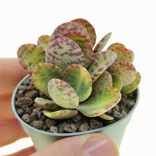 Image result for Kalanchoe humilis