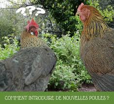Avant D Introduire De Nouvelles Poules La Premiere Chose Est De S Assurer D Avoir Suffisamment De Place Pour Tout Le Monde Poulailler Poule Elevage De Poules