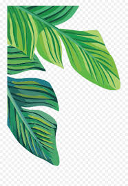 Download Hd Report Abuse Banana Leaf Transparent Tropical Palm Leaf Transparent Background Png Free Transparent Png Images Pngaaa Com Cheap artificial plants, buy quality home & garden directly from china suppliers:98cm 3pcs banana leaves tropical plants artificial banana tree branch fake bush plastic large palm leaf home office decoration enjoy free shipping worldwide! banana leaf transparent tropical palm