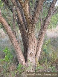 Image result for Brachylaena discolor