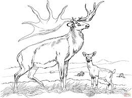The original format for whitepages was a p. Tule Elk Deer Coloring Page Free Printable Coloring Pages Coloring Home