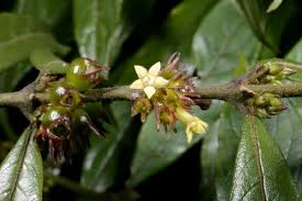 Image result for Pauridiantha paucinervis