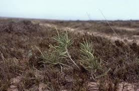 Image result for Jatropha scaposa