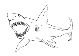 Check spelling or type a new query. How To Draw Shark Jaws Coloring Pages Best Place To Color