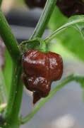 Check spelling or type a new query. The Chilli Factory