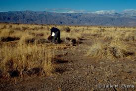 Image result for Sporobolus molleri