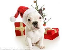 Maybe you would like to learn more about one of these? 74 Christmas Dog Wallpaper On Wallpapersafari