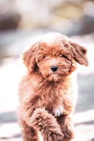Lakeshore doodles has over 20 years of breeding experience! About The Goldendoodle Breed Maple Hill Doodles Ohio