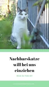 Nachbarskatze Will Bei Uns Einziehen In 2020 Katzen Katzen Verhalten Katzen Beschaftigen