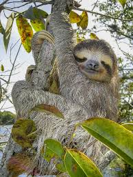 However, their strong long arms make them excellent swimmers. Sloth The Jungle Bunch Wiki Fandom