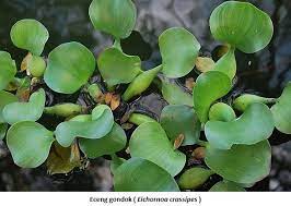 We did not find results for: Eceng Gondok Sebagai Pakan Alternatif Ternak Kelinci