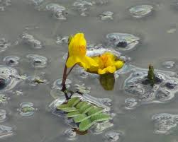 Image result for Utricularia tortilis