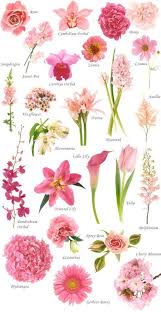 botanical flower name chart flower names pink flowers