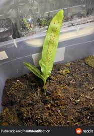 Image result for Triplophyllum protensum