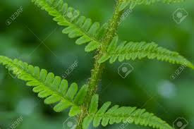 Image result for Dryopteridaceae