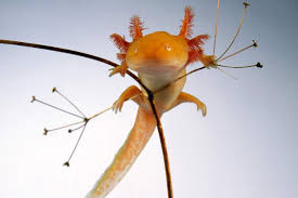 Are we talking about frogs? Meet 12 Interesting Amphibians