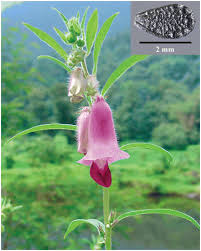 Image result for Sesamum calycinum