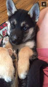 Sawyer The Gerberian Shepsky R Aww Cute Dogs And Puppies Dog Lovers Cute Animals