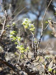 Image result for Albizia anthelmintica