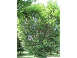 Image result for Fagus sylvatica Cockleshell