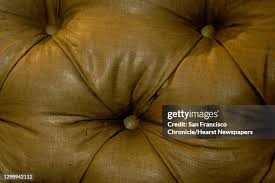 1.529 Solan Stock Photos, High-Res Pictures, and Images