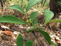 Image result for Fadogiella