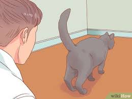 Wait to introduce her to friends, family, and other household pets until she's out from under the bed. 3 Ways To Encourage Your New Cat To Come Out Of Hiding Wikihow