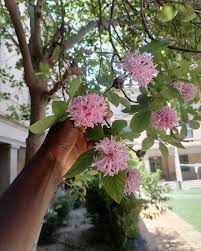 Image result for Mimosa mossambicensis