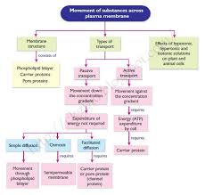 Image Result For Mind Map Of Passive Transport Across A Membrane Cell Membrane Lesson Cell Transport Plasma Membrane